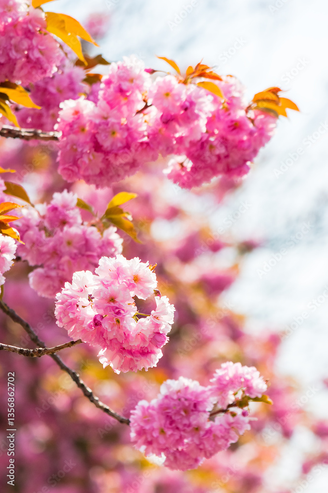 lush pink sakura blossom background. sunny weather in spring. hanami season in ukraine. delicate bud on the twig