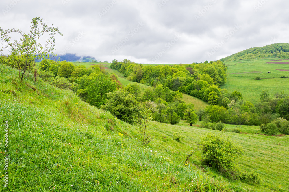 mountainous countryside in spring. outdoor adventure. cloudy weather. wet grass on the hills. trees with lush foliage. carpathian mountain vista
