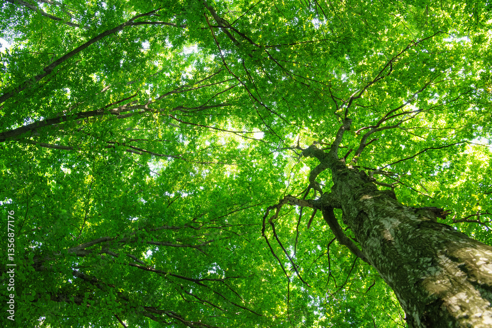 Fototapeta premium green forest background in a sunny day