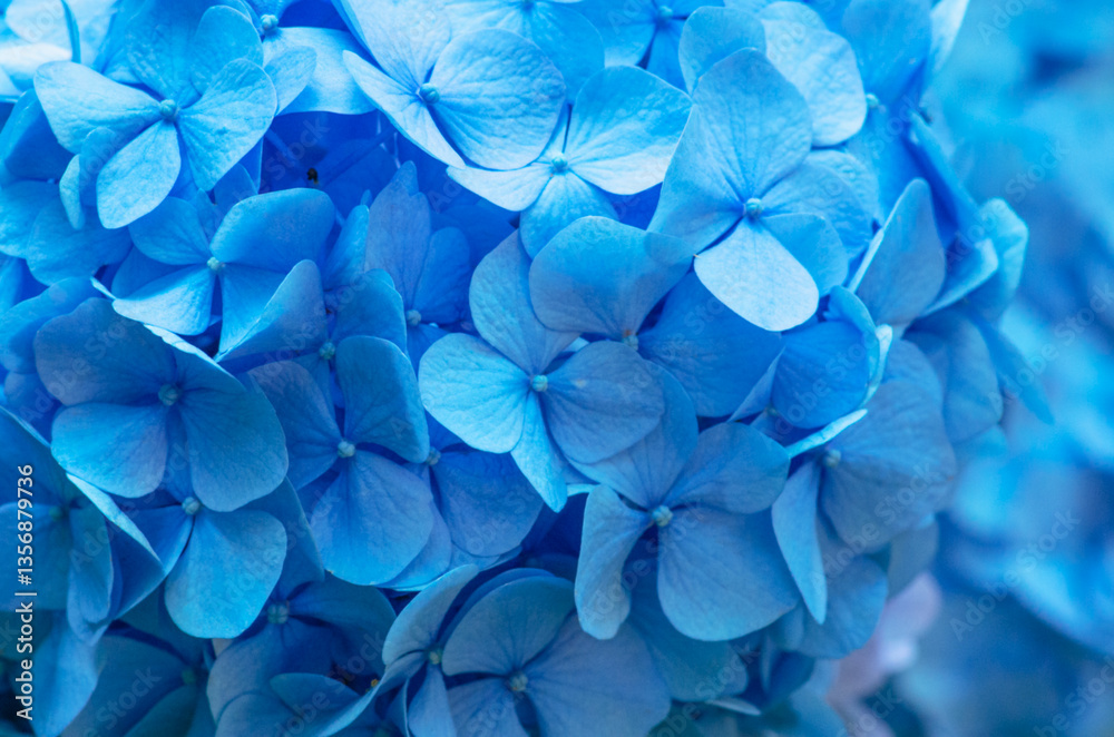 Blue Hydrangea background. Hortensia flowers surface. Blue Hydrangea background. Hortensia flowers surface.