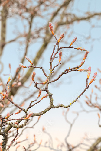 close-up photo of twigs with unbroken kidneys