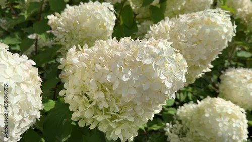 Close-up of blooming white hydrangea flowers in a garden during sunny summer day