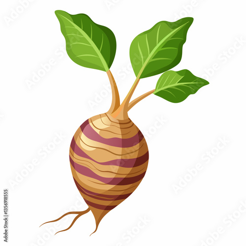 Taro Root Vector | High-Quality Taro Vegetable Illustration for Digital Use