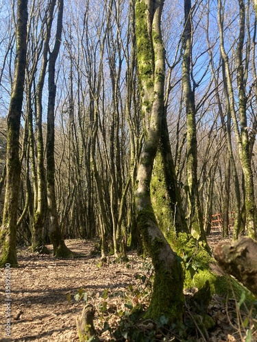 sunny autumn day in woods