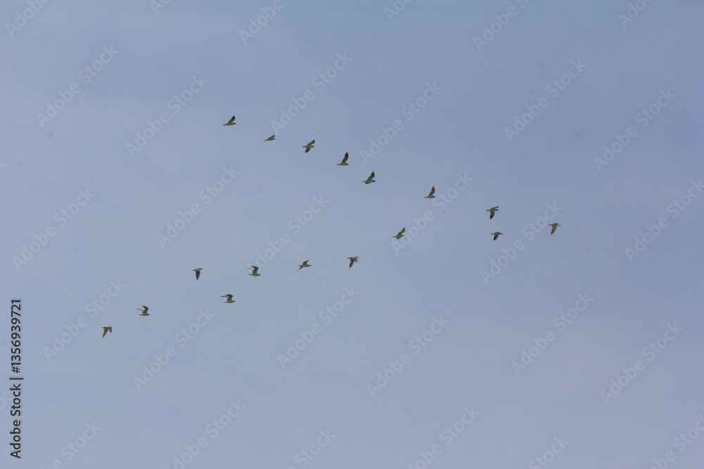 A flock of seagulls flying in formation under a clear blue sky. A flock of seagulls flying in formation under a clear blue sky.