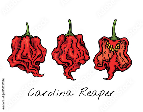 Colorful vector illustration of Carolina Reaper peppers, showcasing their vibrant red color and distinctive wrinkled texture. Ideal for food packaging, restaurant menus, and spicy product branding.