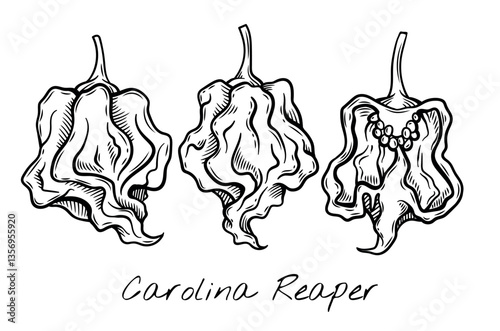 Hand-drawn black and white vector illustration of Carolina Reaper peppers, showcasing their unique wrinkled texture and shape. Perfect for food packaging, restaurant menus, and spicy product branding.