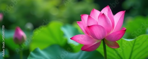 A close-up shot of a vibrant pink lotus flower blooming elegantly in a serene garden setting,  zen,  flower