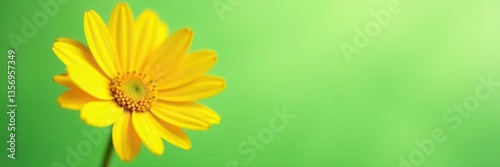 A close-up shot of a vibrant yellow daisy against a soft green background, showcasing its delicate petals and intricate details, yellow, details