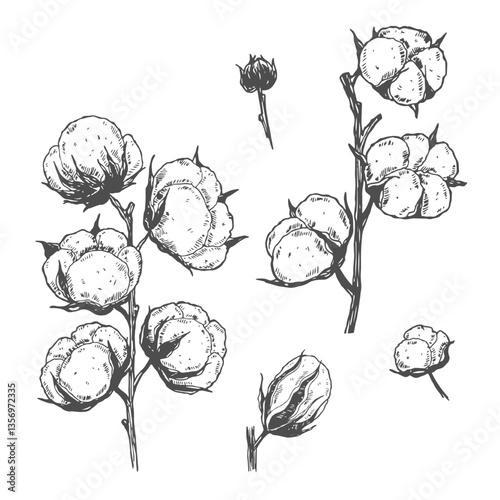 Wildflower cotton flower in a style isolated. Full name of the plant: cotton. wildflower for background, texture, wrapper pattern, frame or border.