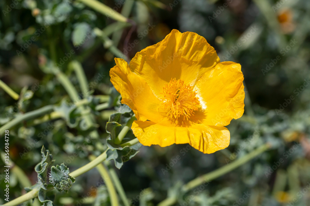 Yellow horned poppy or Glaucium flavum Crantz. Floral background.