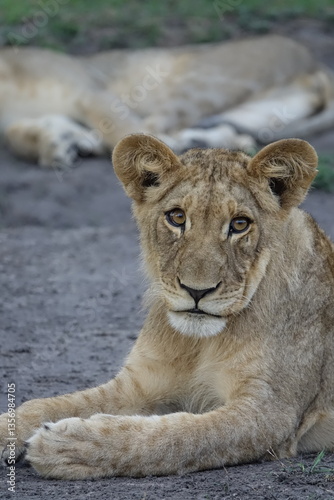 Lion pride resting in the shade, Okavango Delta