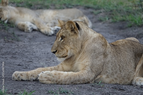 Lion pride resting in the shade, Okavango Delta