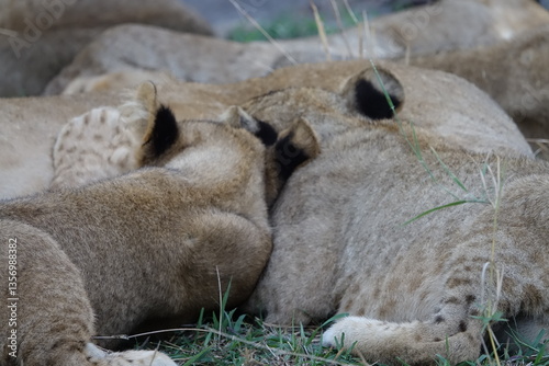 Lion pride resting in the shade, Okavango Delta