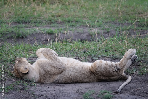 Lion pride resting in the shade, Okavango Delta