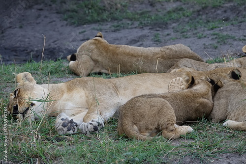 Lion pride resting in the shade, Okavango Delta