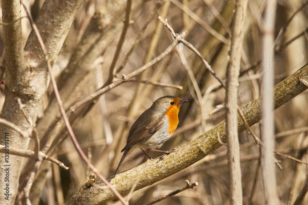 Naklejka premium Rotkehlchen im Frühling auf dem Ast