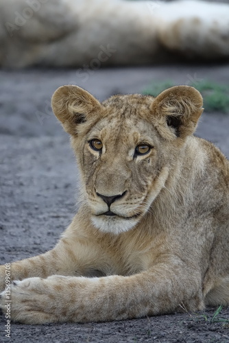Lion pride resting in the shade, Okavango Delta
