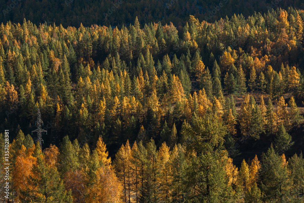 Golden autumn forest in the Altai Republic, vibrant trees, fall landscape, nature, tranquility.