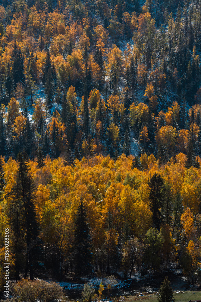 A golden autumn forest with patches of snow scattered across the landscape in the Altai Republic, capturing the transition of seasons.