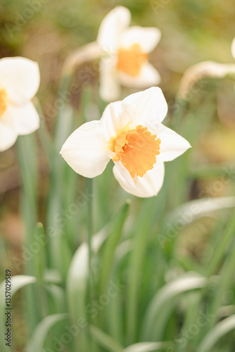 Jonquilles au printemps