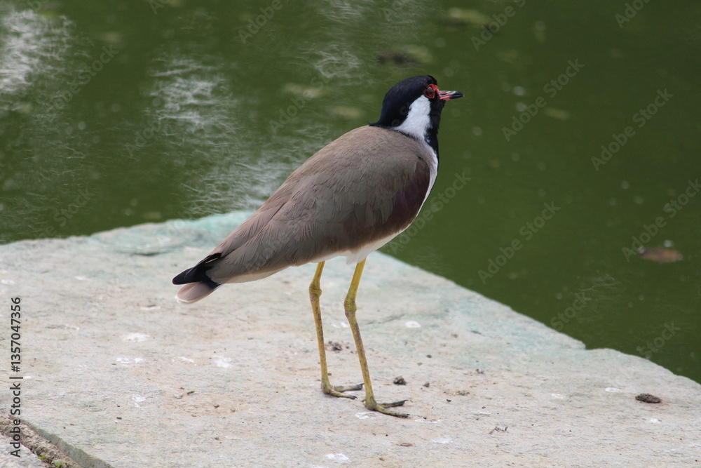 Naklejka premium a bird near a dirty pond