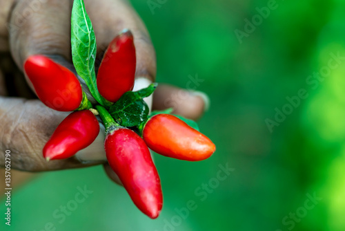 Red chilli, hot pepper, chili. Guntur Chilli Highly pungent photo