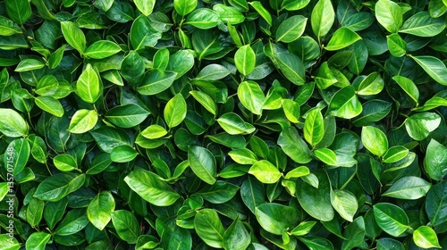 Wallpaper Mural Lush Green Foliage: A vibrant tapestry of leaves, showcasing nature's intricate design and the beauty of verdant hues. Torontodigital.ca