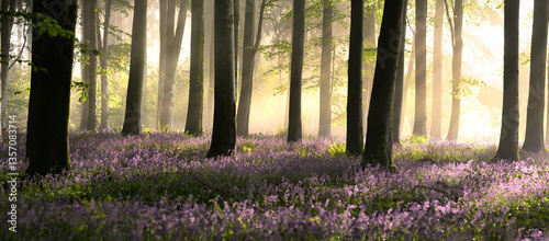 Tall beech trees with carpets of spring blooming bluebells in an ancient woodland. Dorset, UK.