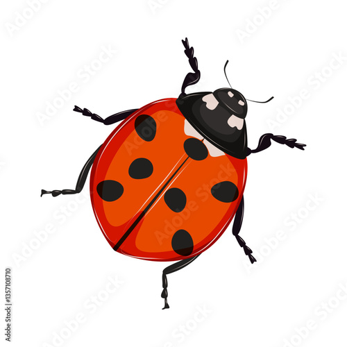 Insect ladybug with red back isolated on white background. Vector illustration.