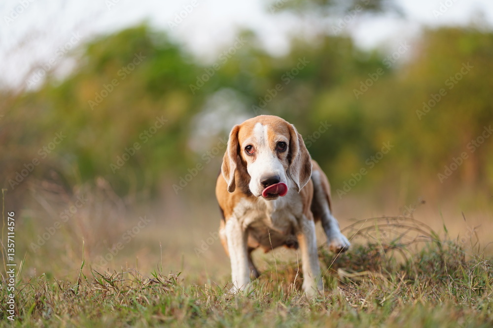 Beagle Dog Enjoying Outdoor Nature With Lush Greenery and Grass Beagle Dog Enjoying Outdoor Nature With Lush Greenery and Grass