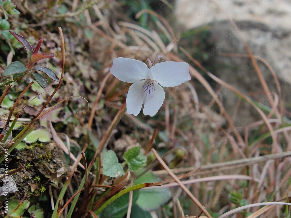 Viola mandshurica, northeastern violet or the Viola obtusa
Viola mandshurica, northeastern violet or the Viola obtusa