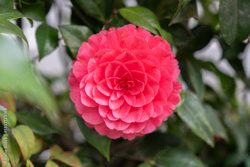 Fototapeta premium Blooming red camellia and green leaves
