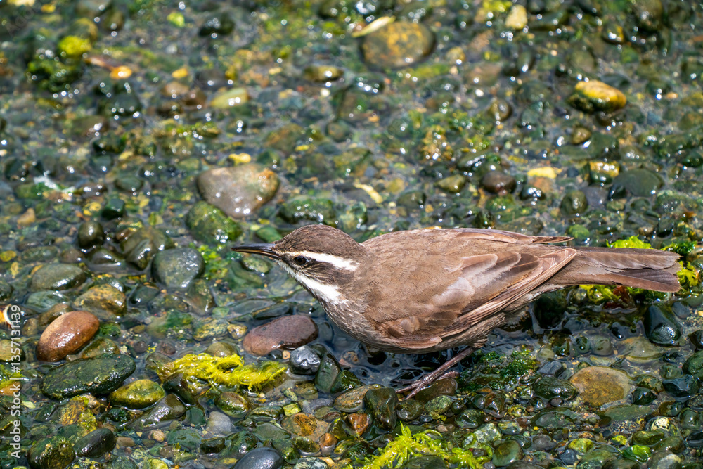 Φωτογραφία A White-throated Tapaculo (Scelorchilus albicollis) forages on a rocky shore near Puente de la Isla Aucar, Chile, surrounded by algae-covered stones and shallow water