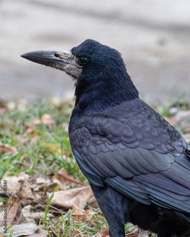 Naklejka premium Close-up portrait of a rook with black-blue feathers. Detailed bird head photo on natural background