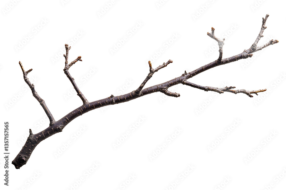 A bare tree branch with small buds isolated against a black background in a horizontal composition