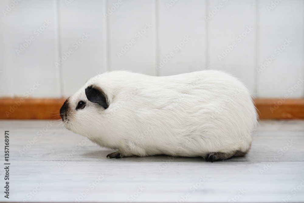 Fototapeta premium One large guinea pig with black ears as panda