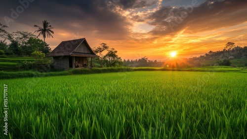 Serene Sunset Over Lush Green Rice Fields and Traditional House