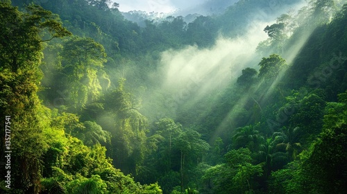 Lush Rainforest bathed in morning sunlight