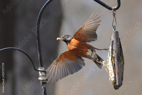 Robin dashing off suet feeder. 