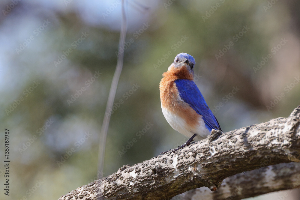 Obraz premium Male bluebird perched on limb on a clear spring day, against blurry background. 