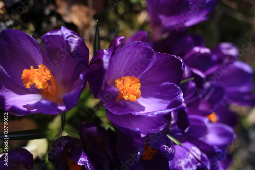 purple and yellow crokus
