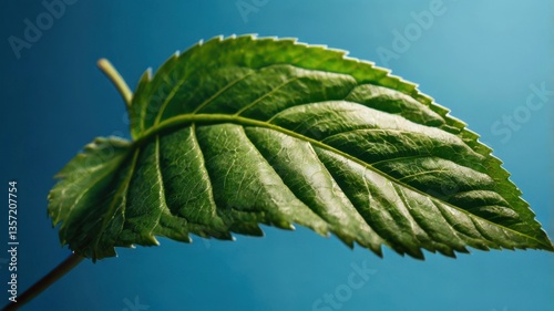A simple and clean visual showing a single green leaf against a bright blue background — great for eco themes, nature awareness, or minimalist design.