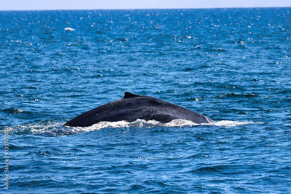 Fototapeta premium Cabo San Lucas, Mexico