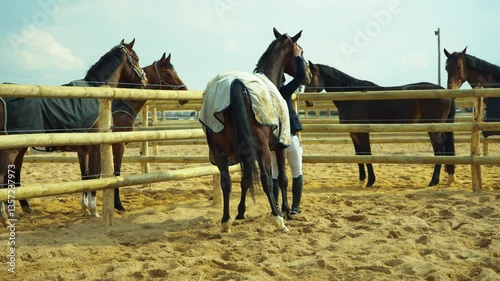 Putting a Harness on a Horse – Equestrian Preparation