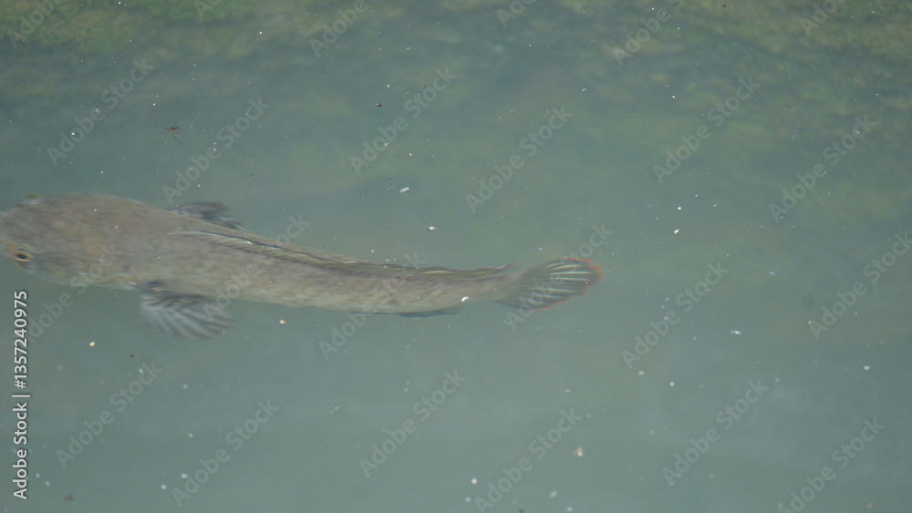 Obraz premium Snakehead or Channa orientalis Fish inside the water. Channa&nbsp;is a&nbsp;genus&nbsp;of predatory&nbsp;fish&nbsp;in the&nbsp;family&nbsp;channidae, native to fresh water habitats in asia. Asiatic Snakehead is a freshwater fish.
