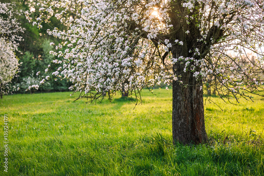 Fototapeta premium Apple tree in bloom. Spring nature. Sunny day and blossoms in orchard