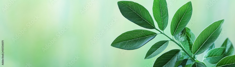 Obraz premium A close-up view of vibrant green leaves against a softly blurred background, showcasing their intricate texture and healthy appearance.