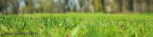 Obraz na plátně Close-up of lush green grass, creating a fresh and vibrant scene with shallow depth of field and bokeh highlights