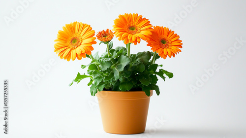 Wallpaper Mural a photo of an orange flower in the pot isolated on white background Torontodigital.ca